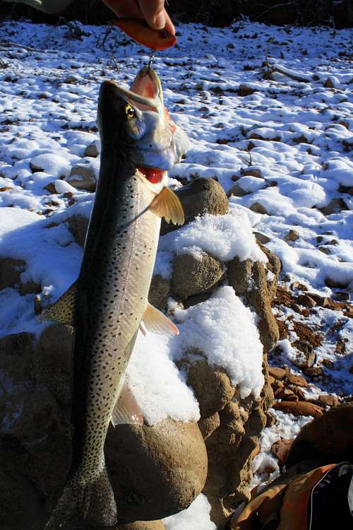 Cutthroat Trout