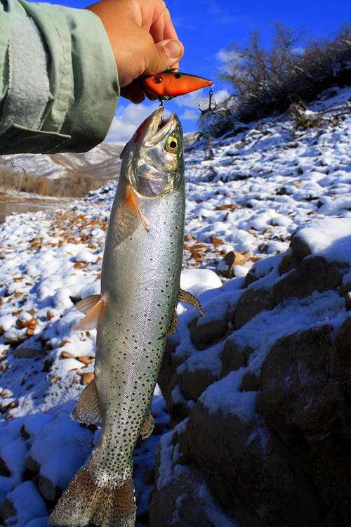 Cutthroat Trout