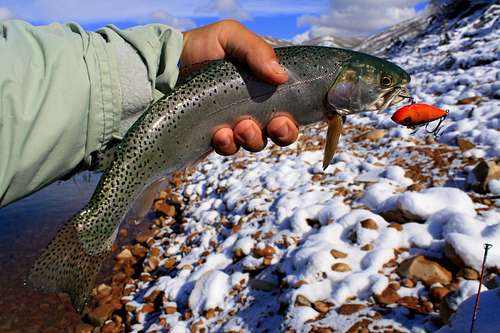 Cutthroat Trout