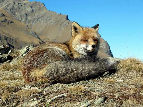The Fox of Rhemes Valley