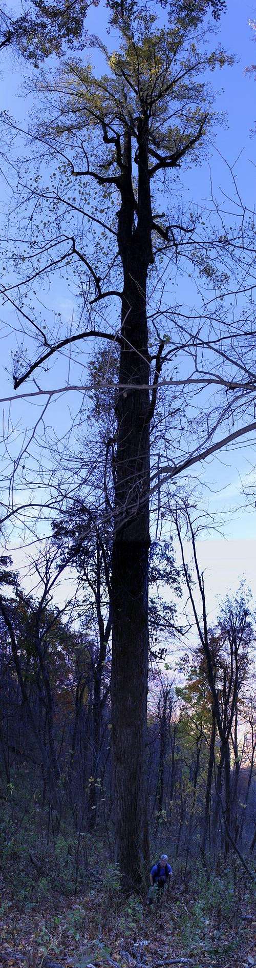 Huge poplars