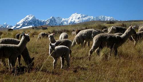 Alpacas against the backdrop of the Cordillera Vilcanota