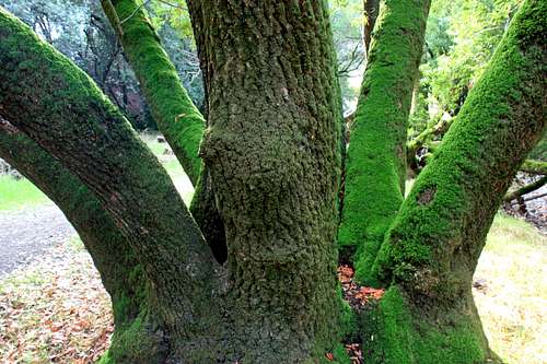 Mossy live oak