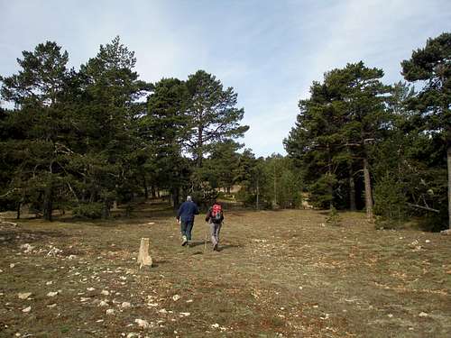 Entering the pine forest