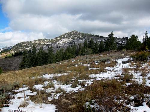 Limber Pine Peak