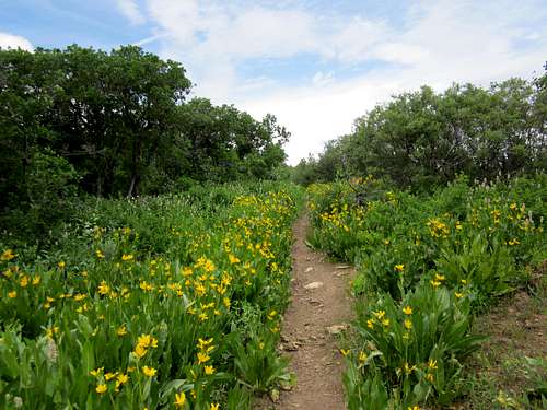 Flowers lined  trail