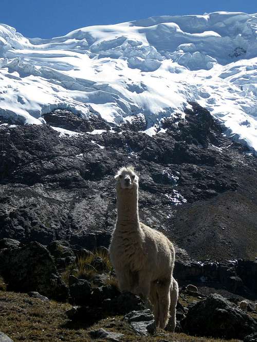 An inquisitive llama