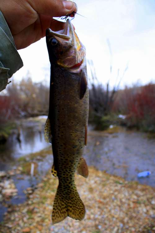 Cutthroat Trout