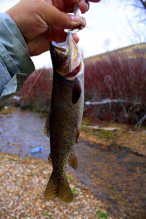 Cutthroat Trout