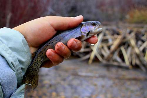 Cutthroat Trout