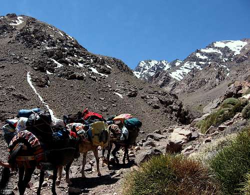 Horses along the trail to Toubkal Hut 