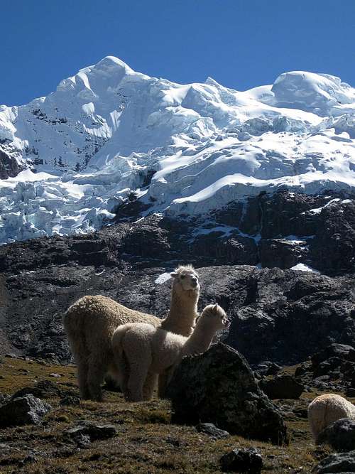 Llamas in the Cordillera Vilcanota