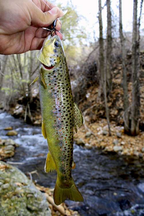 Brown Trout