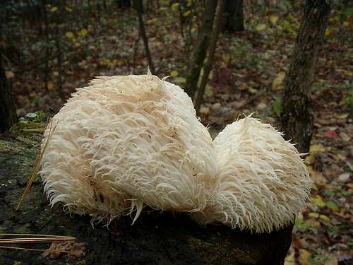 Big White Fungus