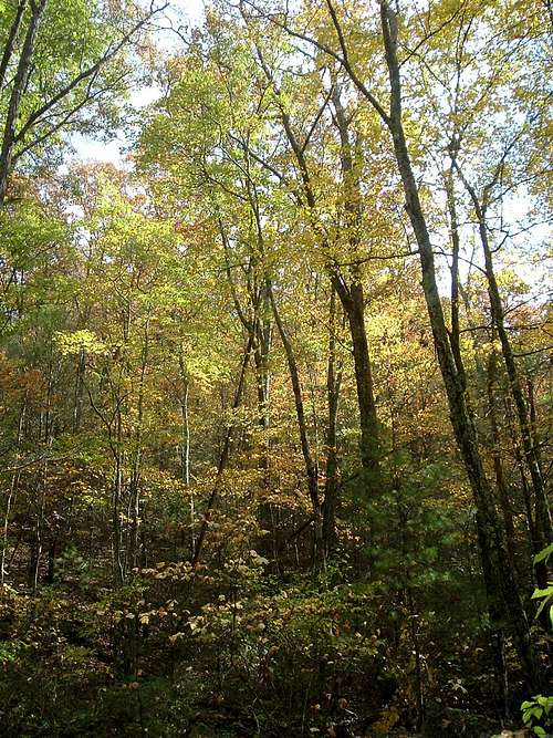 Fall Colors on Little Stony Creek Trail