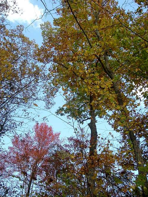 Yellow Leaves on Little Stony Creek Trail
