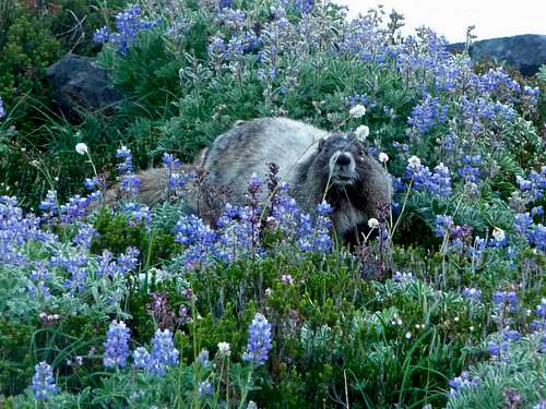 Marmot Hanging out in the Lupines