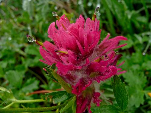 Paintbrush Flower with Droplets