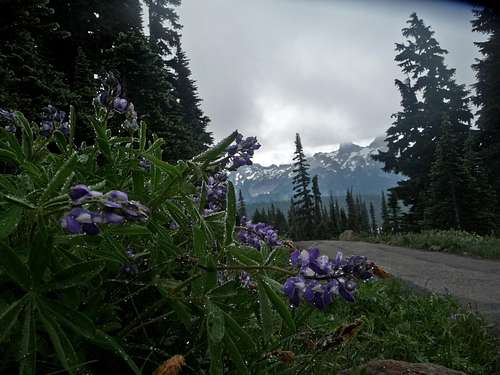 Lupines with the Trail