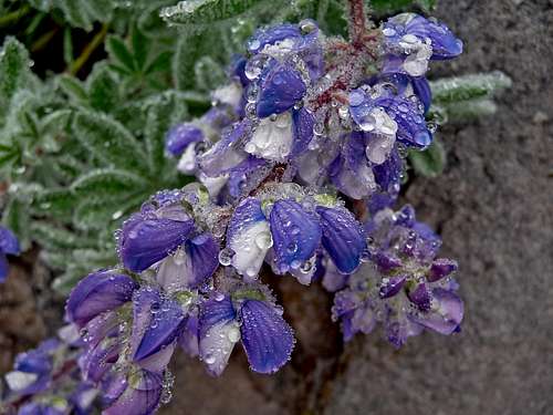 Lupine Flower with Droplets