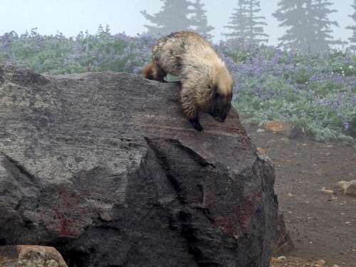 Marmot Down Climbing