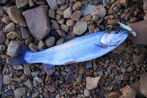 Cutthroat Trout