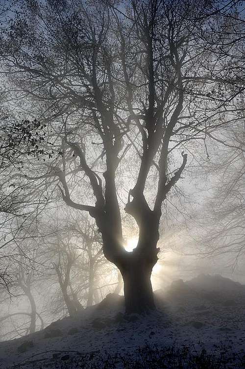 Druid tree