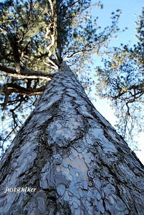 Black Pine bark (Pinus nigra)