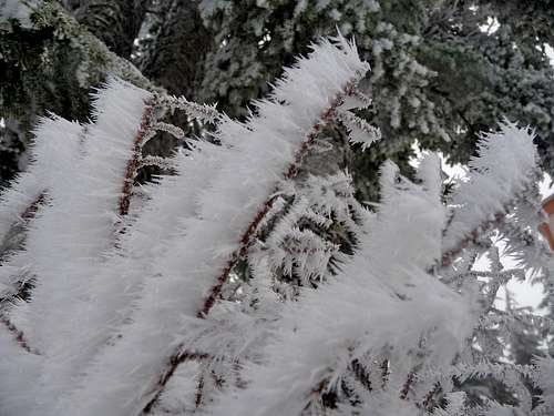 Ice Crystals on a Tree