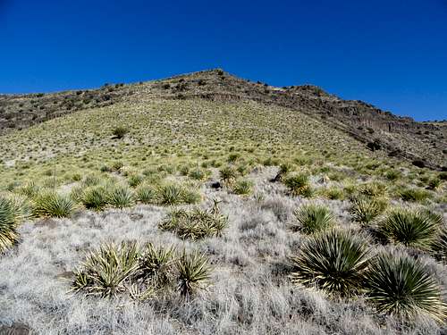 Yucca on Sierra De Las Uvas North