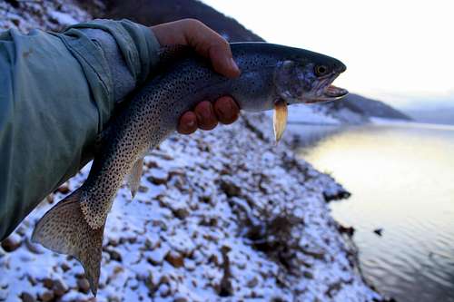 Cutthroat Trout