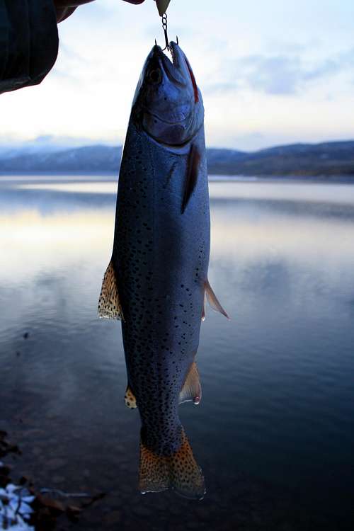 Cutthroat Trout