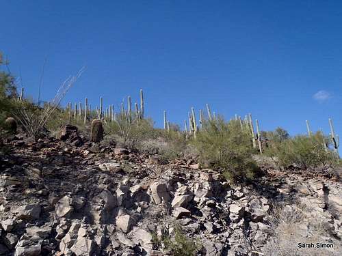 Saguaro Covered Hillside