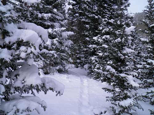 Our Snowshoe tracks