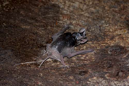 bat on floor of Deer Cave