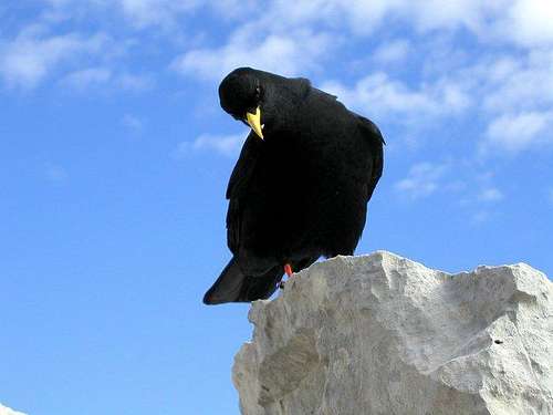 The alpine chough is very...
