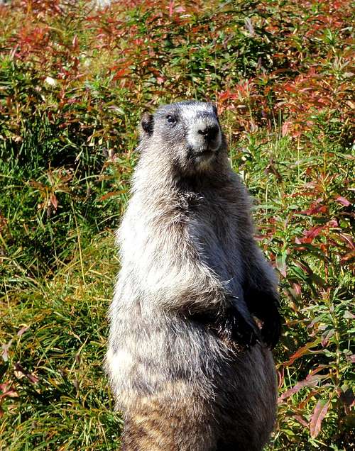 A Wary Marmot