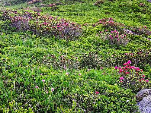 Rhododendron fields