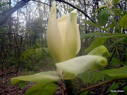 Mountain Magnolia Blossom