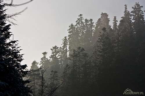 Pieniny fir forests
