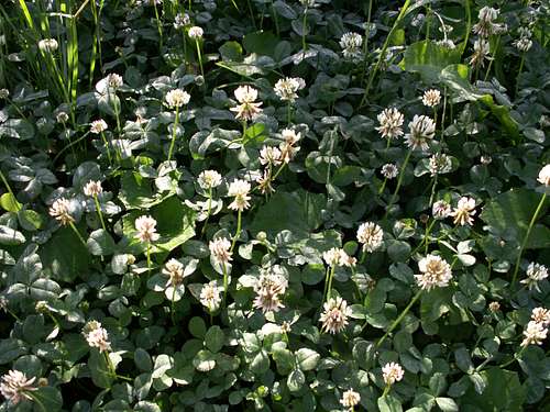 Trifolium ...