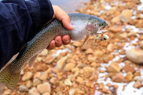 Cutthroat Trout