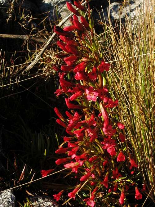 Alpine flower on Huascarán