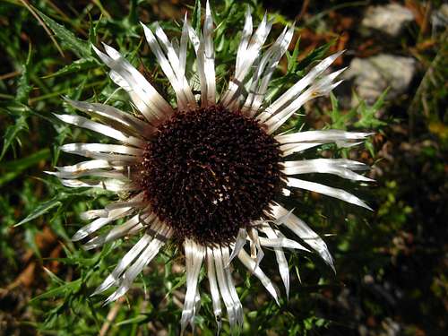 Silver Thistle 