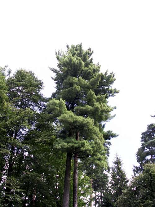 Pinus ...