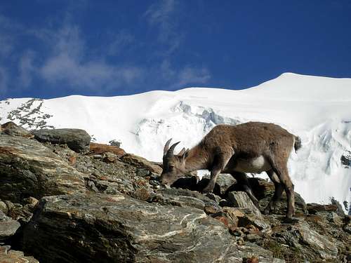 A puppy of ibex with Weissmies in the background
