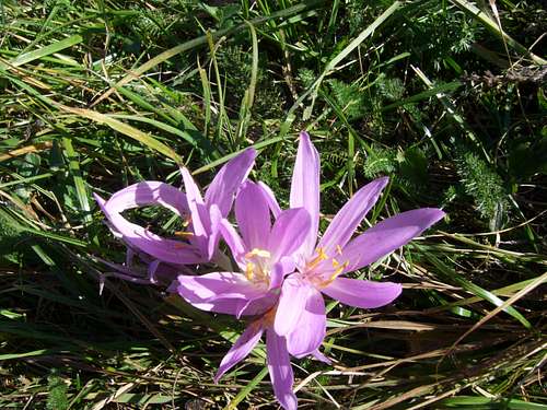 A walk in Central Stara planina