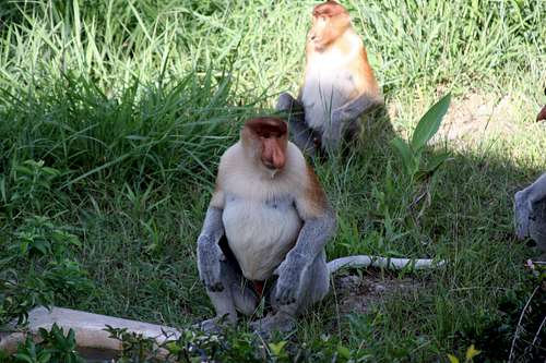 proboscis monkeys