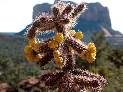 Cholla Cactus in Sedona