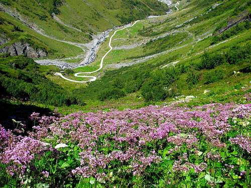 Beautiful patch of flowers above the very upper end of the long Hollersbachtal valley